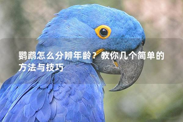 鹦鹉怎么分辨年龄？教你几个简单的方法与技巧