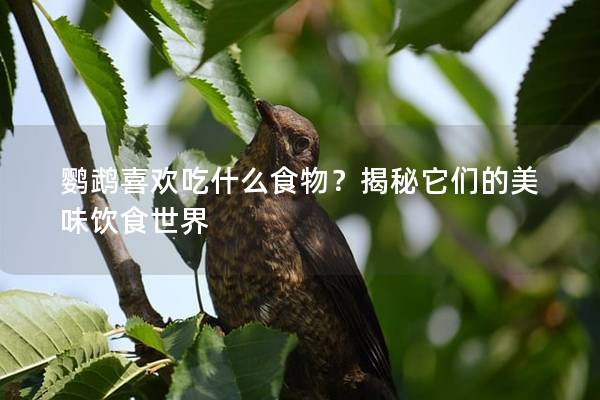 鹦鹉喜欢吃什么食物？揭秘它们的美味饮食世界