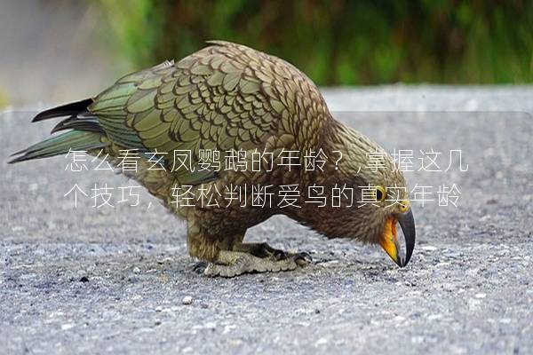 怎么看玄凤鹦鹉的年龄？,掌握这几个技巧，轻松判断爱鸟的真实年龄