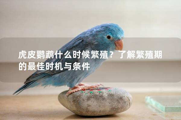 虎皮鹦鹉什么时候繁殖？了解繁殖期的最佳时机与条件
