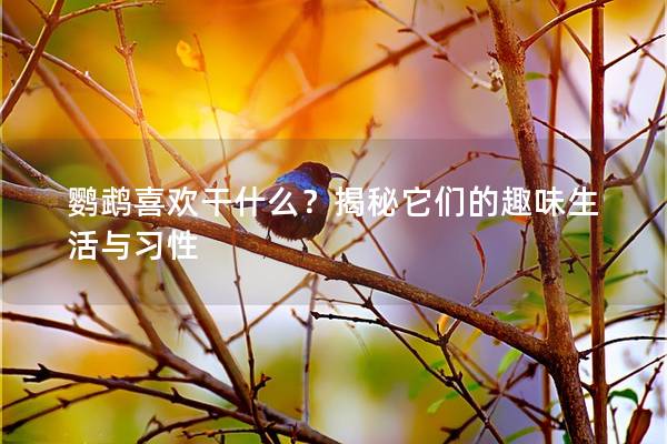 鹦鹉喜欢干什么？揭秘它们的趣味生活与习性