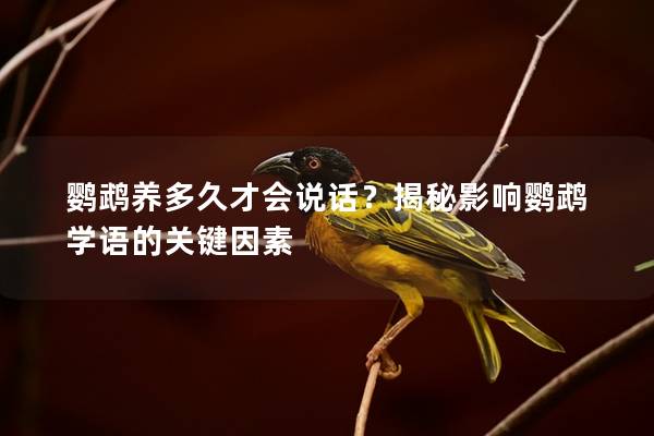 鹦鹉养多久才会说话？揭秘影响鹦鹉学语的关键因素