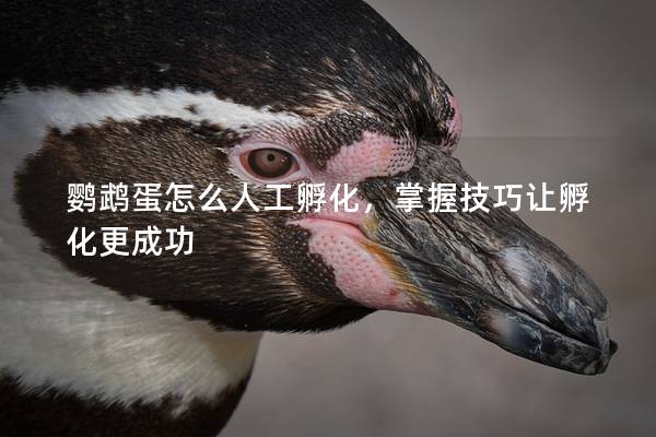 鹦鹉蛋怎么人工孵化，掌握技巧让孵化更成功