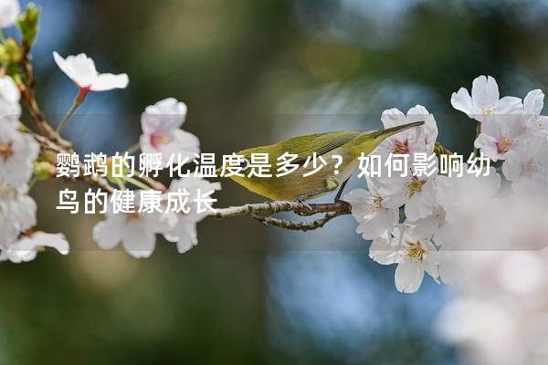 鹦鹉的孵化温度是多少？如何影响幼鸟的健康成长