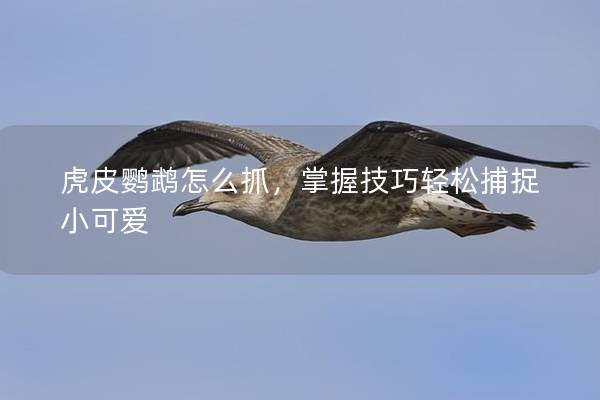 虎皮鹦鹉怎么抓，掌握技巧轻松捕捉小可爱
