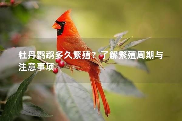 牡丹鹦鹉多久繁殖？了解繁殖周期与注意事项