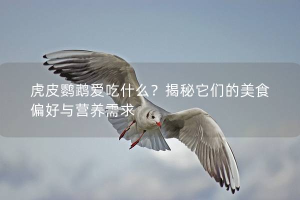 虎皮鹦鹉爱吃什么？揭秘它们的美食偏好与营养需求