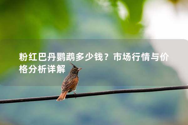 粉红巴丹鹦鹉多少钱？市场行情与价格分析详解