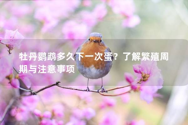 牡丹鹦鹉多久下一次蛋？了解繁殖周期与注意事项