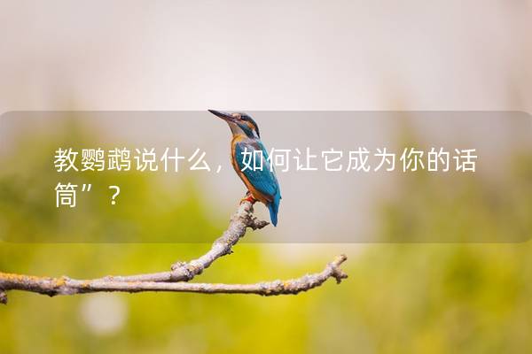 教鹦鹉说什么，如何让它成为你的话筒”？