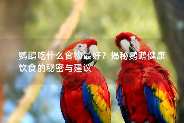 鹦鹉吃什么食物最好？揭秘鹦鹉健康饮食的秘密与建议