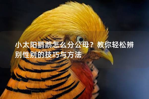 小太阳鹦鹉怎么分公母？教你轻松辨别性别的技巧与方法