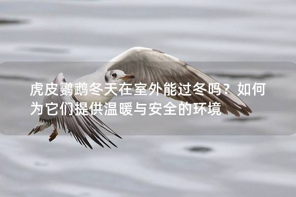 虎皮鹦鹉冬天在室外能过冬吗？如何为它们提供温暖与安全的环境