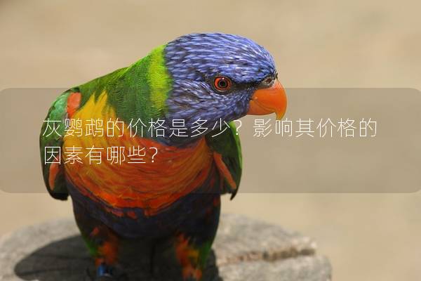 灰鹦鹉的价格是多少？影响其价格的因素有哪些？