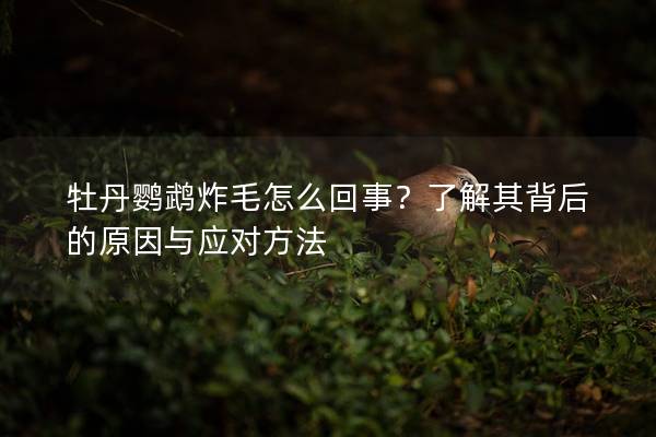 牡丹鹦鹉炸毛怎么回事？了解其背后的原因与应对方法
