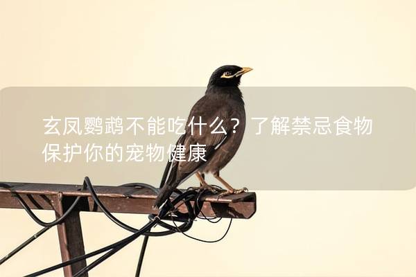 玄凤鹦鹉不能吃什么？了解禁忌食物保护你的宠物健康
