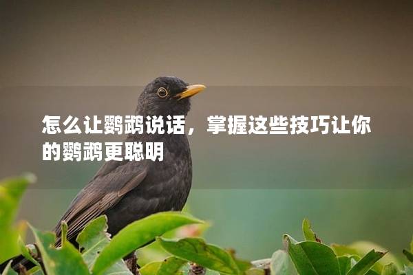 怎么让鹦鹉说话，掌握这些技巧让你的鹦鹉更聪明