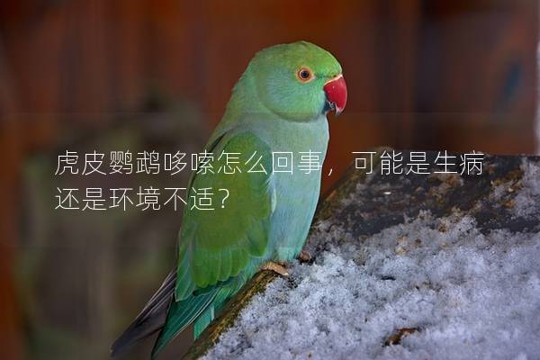 虎皮鹦鹉哆嗦怎么回事，可能是生病还是环境不适？