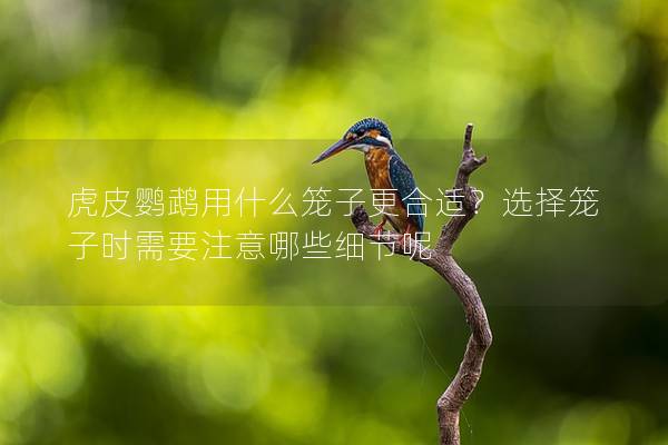 虎皮鹦鹉用什么笼子更合适？选择笼子时需要注意哪些细节呢