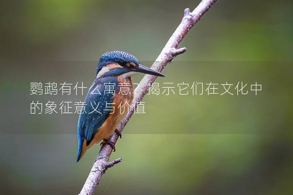 鹦鹉有什么寓意？揭示它们在文化中的象征意义与价值