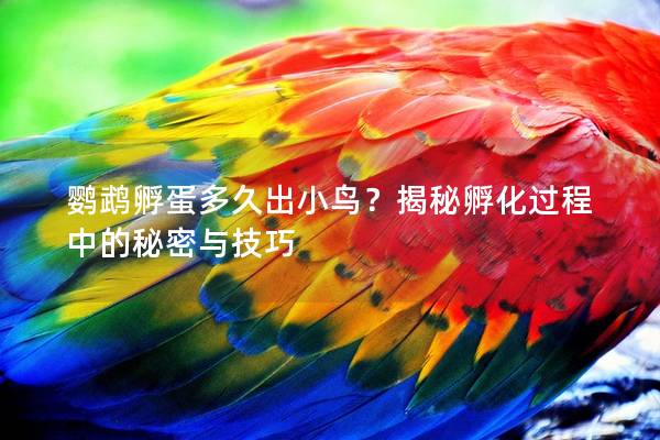 鹦鹉孵蛋多久出小鸟？揭秘孵化过程中的秘密与技巧