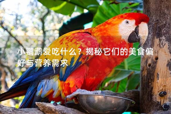 小鹦鹉爱吃什么？揭秘它们的美食偏好与营养需求