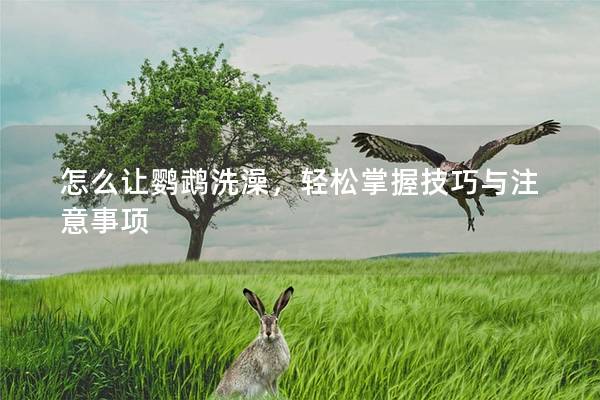 怎么让鹦鹉洗澡，轻松掌握技巧与注意事项