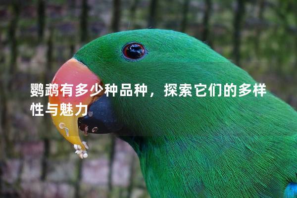 鹦鹉有多少种品种，探索它们的多样性与魅力
