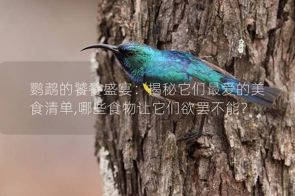 鹦鹉的饕餮盛宴：揭秘它们最爱的美食清单,哪些食物让它们欲罢不能？