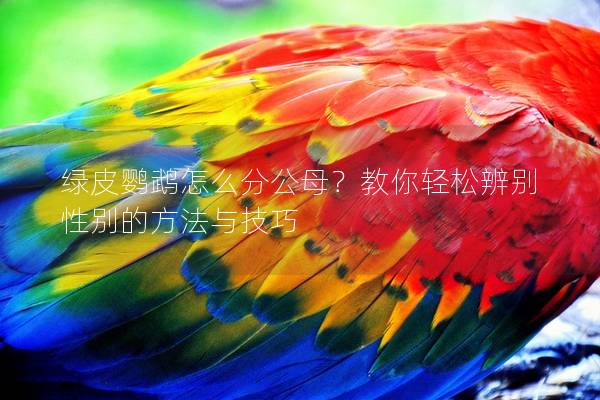 绿皮鹦鹉怎么分公母？教你轻松辨别性别的方法与技巧