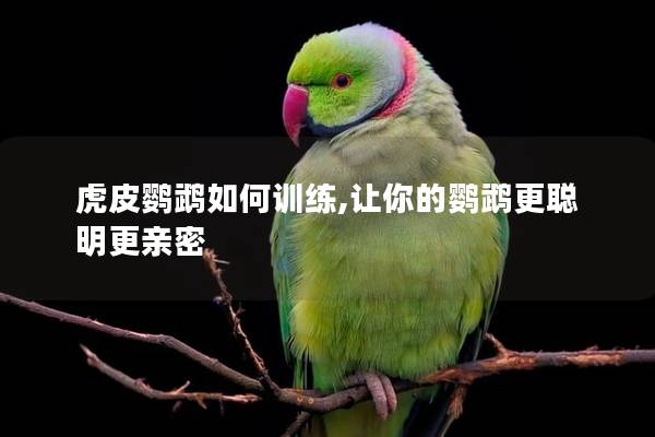 虎皮鹦鹉如何训练,让你的鹦鹉更聪明更亲密