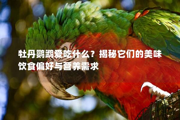 牡丹鹦鹉爱吃什么？揭秘它们的美味饮食偏好与营养需求