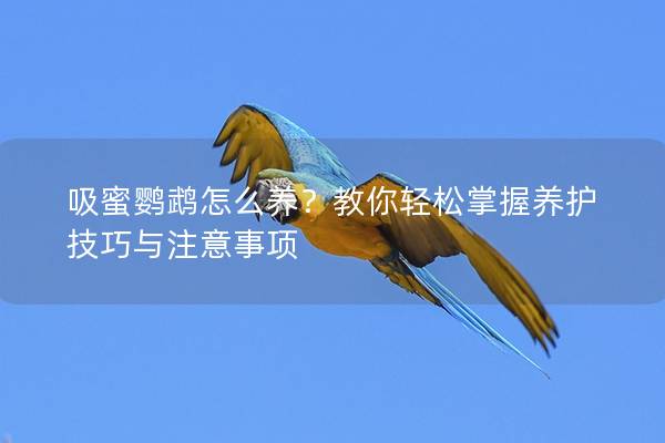 吸蜜鹦鹉怎么养？教你轻松掌握养护技巧与注意事项