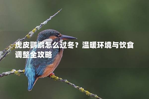 虎皮鹦鹉怎么过冬？温暖环境与饮食调整全攻略