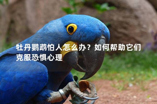 牡丹鹦鹉怕人怎么办？如何帮助它们克服恐惧心理