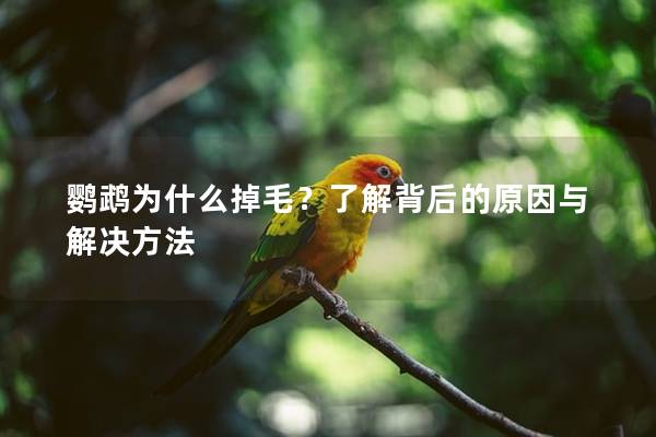 鹦鹉为什么掉毛？了解背后的原因与解决方法