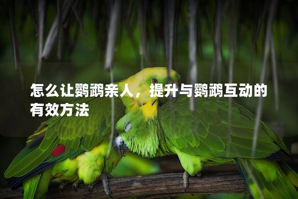 怎么让鹦鹉亲人，提升与鹦鹉互动的有效方法