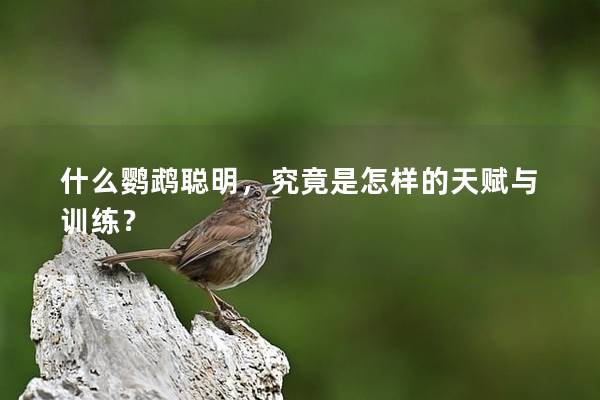 什么鹦鹉聪明，究竟是怎样的天赋与训练？