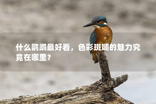 什么鹦鹉最好看，色彩斑斓的魅力究竟在哪里？