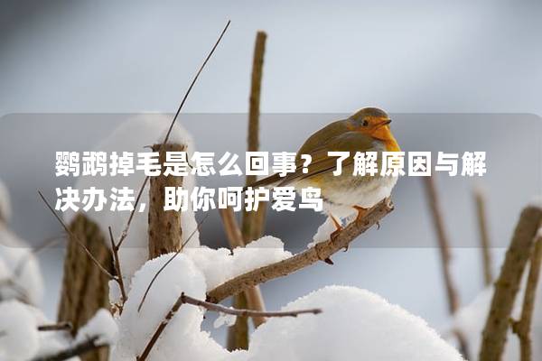 鹦鹉掉毛是怎么回事？了解原因与解决办法，助你呵护爱鸟