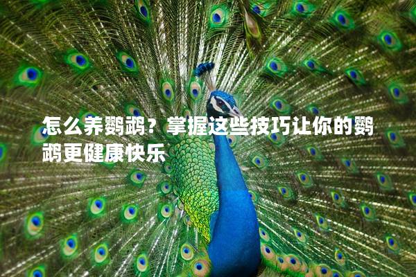 怎么养鹦鹉？掌握这些技巧让你的鹦鹉更健康快乐