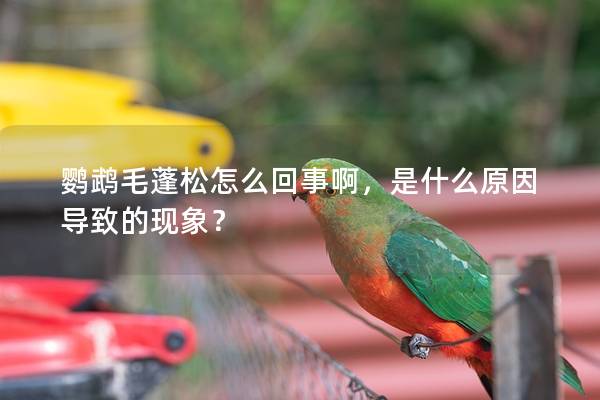 鹦鹉毛蓬松怎么回事啊，是什么原因导致的现象？