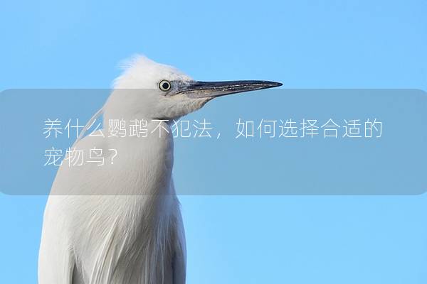 养什么鹦鹉不犯法，如何选择合适的宠物鸟？