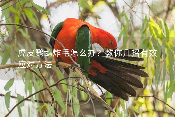 虎皮鹦鹉炸毛怎么办？教你几招有效应对方法