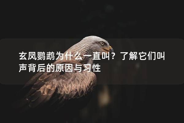玄凤鹦鹉为什么一直叫？了解它们叫声背后的原因与习性