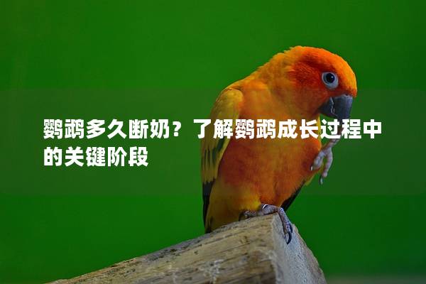 鹦鹉多久断奶？了解鹦鹉成长过程中的关键阶段