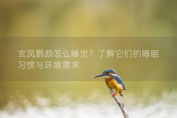 玄凤鹦鹉怎么睡觉？了解它们的睡眠习惯与环境需求