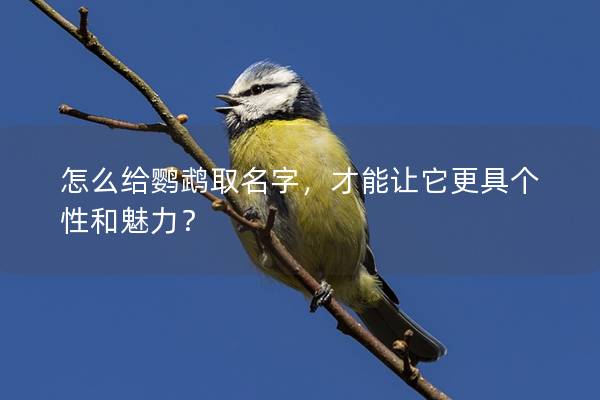 怎么给鹦鹉取名字，才能让它更具个性和魅力？