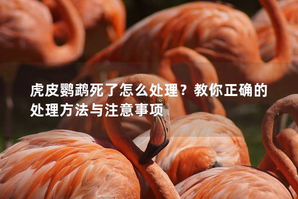 虎皮鹦鹉死了怎么处理？教你正确的处理方法与注意事项