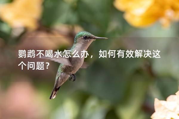 鹦鹉不喝水怎么办，如何有效解决这个问题？